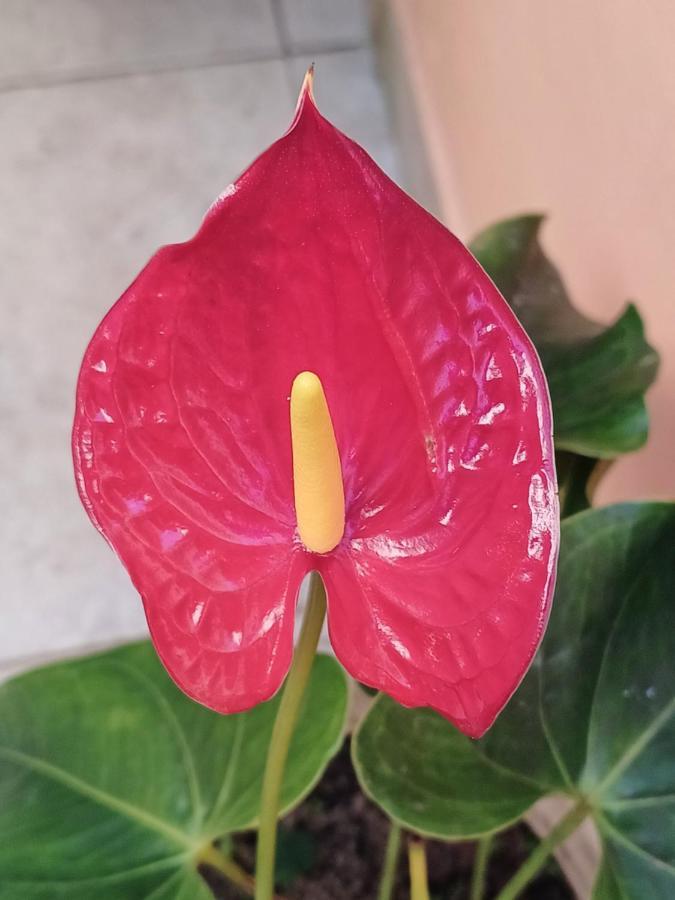 Suites Canto Do Pontal 파라티 외부 사진